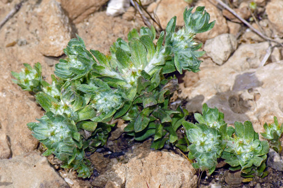 Filago pyramidata / Bambagia spatolata